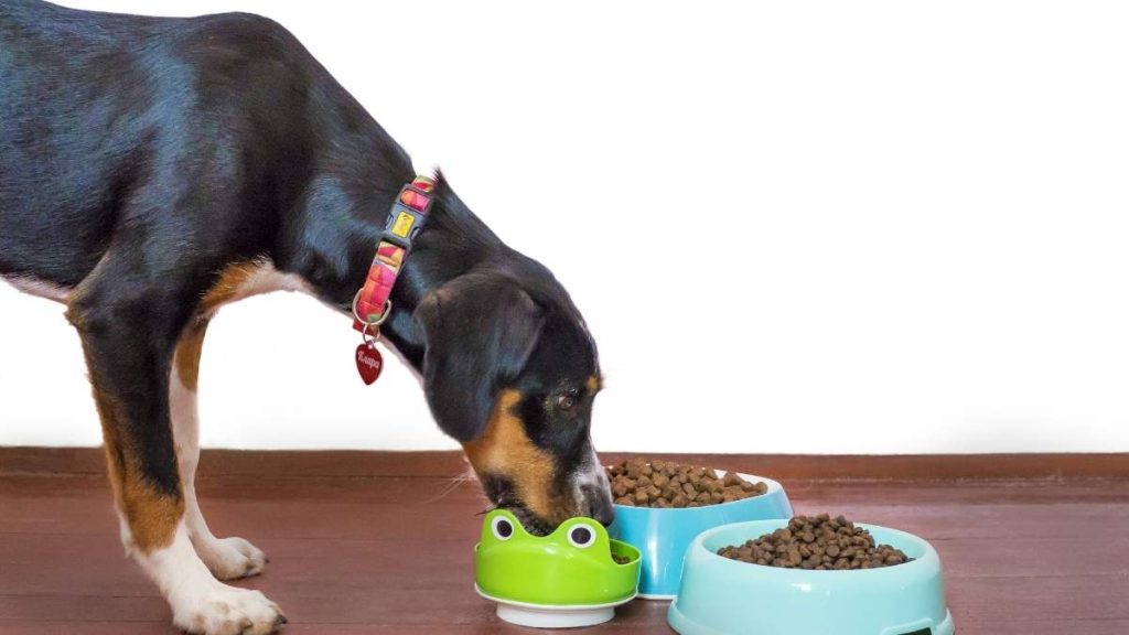 Pets Best Dog Food